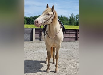 PRE Mestizo, Caballo castrado, 6 años, 153 cm, Perlino