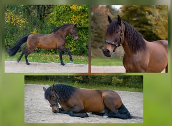 PRE Mestizo, Caballo castrado, 6 años, 154 cm, Bayo