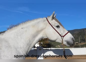 PRE, Caballo castrado, 6 años, 155 cm, Tordo