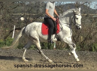 PRE, Caballo castrado, 6 años, 155 cm, Tordo