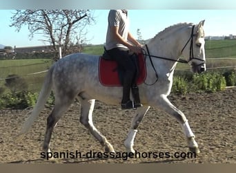 PRE, Caballo castrado, 6 años, 155 cm, Tordo