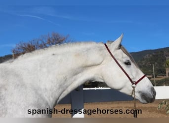 PRE, Caballo castrado, 6 años, 155 cm, Tordo