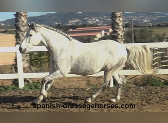 PRE, Caballo castrado, 6 años, 155 cm, Tordo