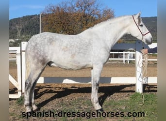 PRE, Caballo castrado, 6 años, 155 cm, Tordo