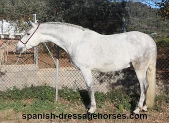 PRE, Caballo castrado, 6 años, 155 cm, Tordo