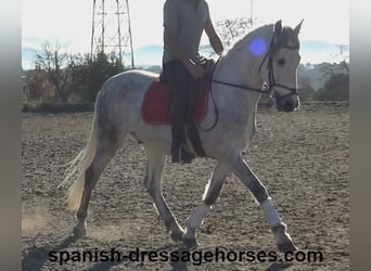 PRE, Caballo castrado, 6 años, 155 cm, Tordo