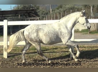 PRE, Caballo castrado, 6 años, 155 cm, Tordo