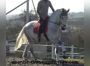 PRE, Caballo castrado, 6 años, 155 cm, Tordo