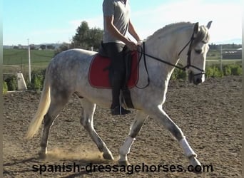 PRE, Caballo castrado, 6 años, 155 cm, Tordo