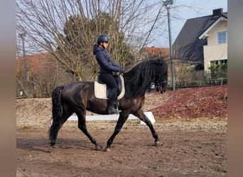 PRE Mestizo, Caballo castrado, 6 años, 158 cm, Negro