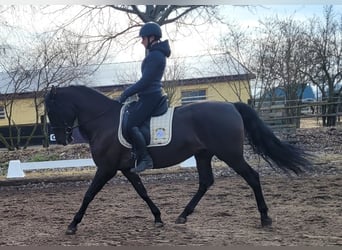 PRE Mestizo, Caballo castrado, 6 años, 158 cm, Negro