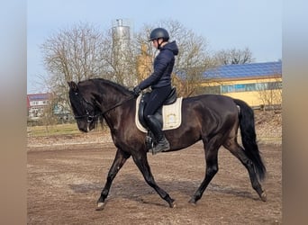 PRE Mestizo, Caballo castrado, 6 años, 158 cm, Negro