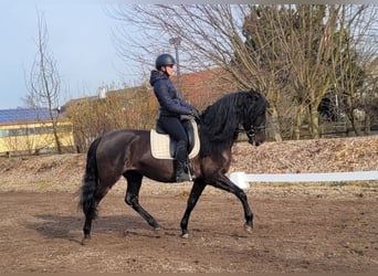 PRE Mestizo, Caballo castrado, 6 años, 158 cm, Negro