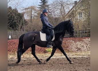 PRE Mestizo, Caballo castrado, 6 años, 158 cm, Negro