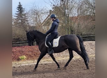 PRE Mestizo, Caballo castrado, 6 años, 158 cm, Negro