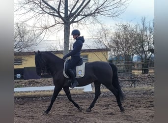 PRE Mestizo, Caballo castrado, 6 años, 158 cm, Negro