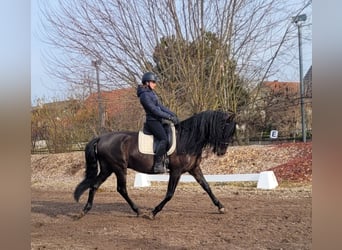 PRE Mestizo, Caballo castrado, 6 años, 158 cm, Negro