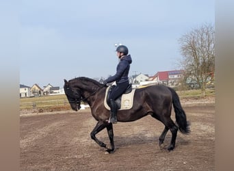 PRE Mestizo, Caballo castrado, 6 años, 158 cm, Negro