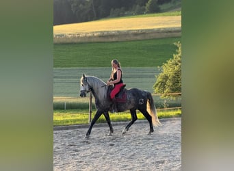 PRE, Caballo castrado, 6 años, 158 cm, Tordo rodado