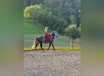 PRE, Caballo castrado, 6 años, 158 cm, Tordo rodado