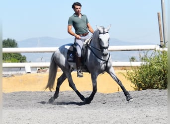 PRE, Caballo castrado, 6 años, 159 cm, Tordo