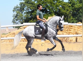 PRE, Caballo castrado, 6 años, 159 cm, Tordo