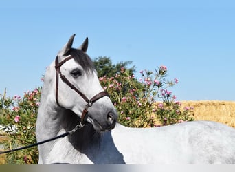 PRE, Caballo castrado, 6 años, 159 cm, Tordo