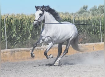 PRE, Caballo castrado, 6 años, 159 cm, Tordo