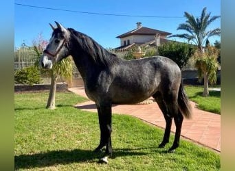 PRE Mestizo, Caballo castrado, 6 años, 159 cm, Tordo