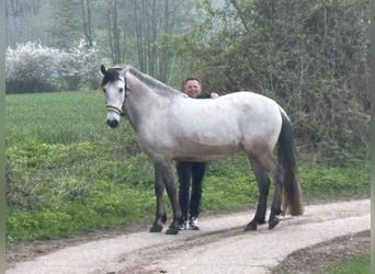 PRE, Caballo castrado, 6 años, 160 cm, Buckskin/Bayo