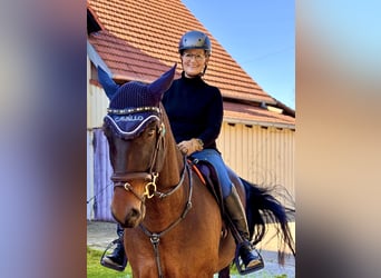 PRE Mestizo, Caballo castrado, 6 años, 160 cm, Castaño