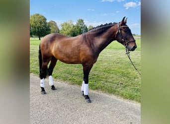 PRE, Caballo castrado, 6 años, 160 cm, Castaño oscuro