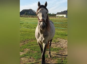 PRE Mestizo, Caballo castrado, 6 años, 160 cm, Musgo