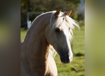 PRE, Caballo castrado, 6 años, 160 cm, Palomino