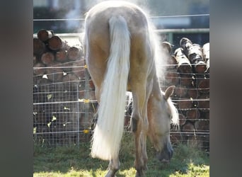 PRE, Caballo castrado, 6 años, 160 cm, Palomino