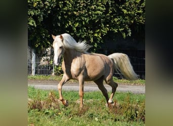 PRE, Caballo castrado, 6 años, 160 cm, Palomino