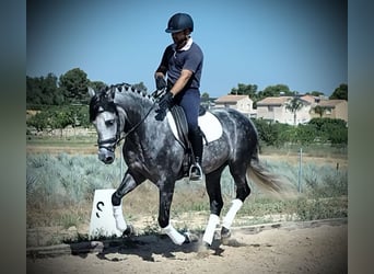 PRE Mestizo, Caballo castrado, 6 años, 160 cm, Tordo rodado