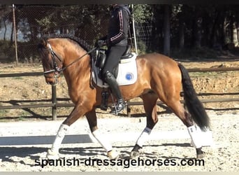 PRE Mestizo, Caballo castrado, 6 años, 161 cm, Castaño