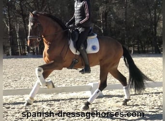 PRE Mestizo, Caballo castrado, 6 años, 161 cm, Castaño