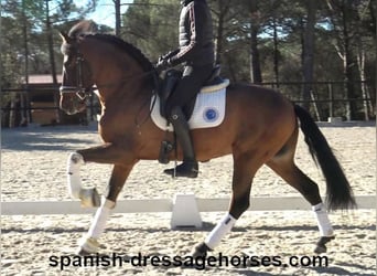 PRE Mestizo, Caballo castrado, 6 años, 161 cm, Castaño