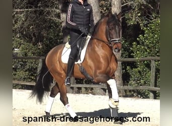 PRE Mestizo, Caballo castrado, 6 años, 161 cm, Castaño