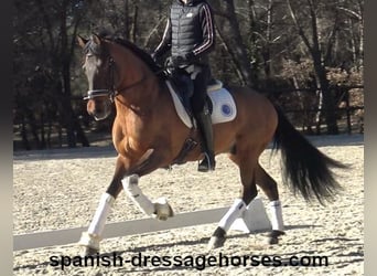 PRE Mestizo, Caballo castrado, 6 años, 161 cm, Castaño