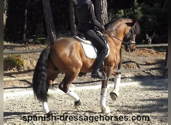 PRE Mestizo, Caballo castrado, 6 años, 161 cm, Castaño