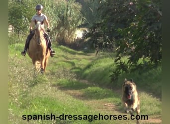 PRE Mestizo, Caballo castrado, 6 años, 161 cm, Palomino