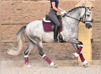 PRE Mestizo, Caballo castrado, 6 años, 161 cm, Tordo