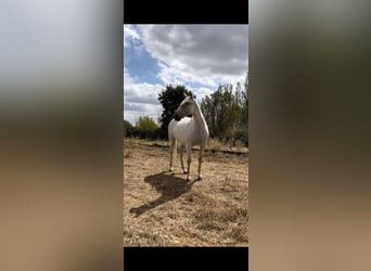 PRE Mestizo, Caballo castrado, 6 años, 161 cm, Tordo