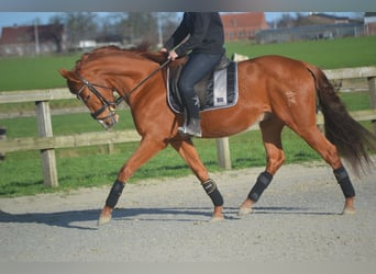 PRE Mestizo, Caballo castrado, 6 años, 162 cm, Alazán