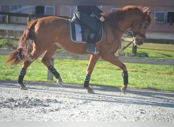 PRE Mestizo, Caballo castrado, 6 años, 162 cm, Alazán