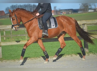 PRE Mestizo, Caballo castrado, 6 años, 162 cm, Alazán