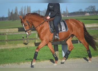 PRE Mestizo, Caballo castrado, 6 años, 162 cm, Alazán